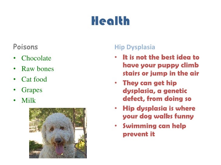 labradoodle hip dysplasia