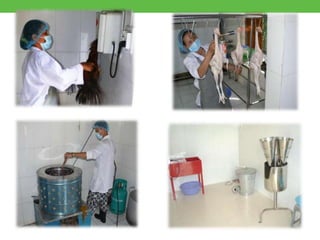 Good practices for pork value chains in emerging countries