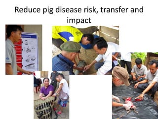 Integrated assessment and management of pig health risks – lesson’s learnt