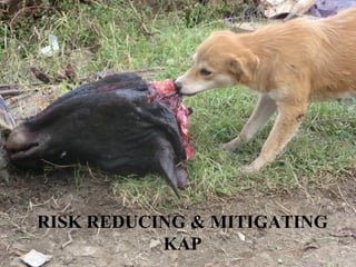 Managing risks in emerging pork markets: Safe food in informal markets