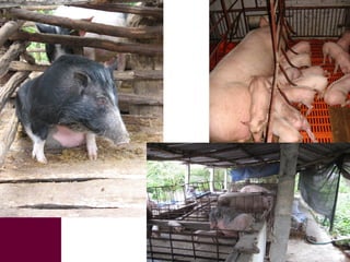 Managing risks in emerging pork markets: Safe food in informal markets