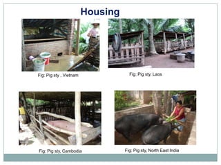 Sharing lessons from pig value chains: South Asia and South East Asia