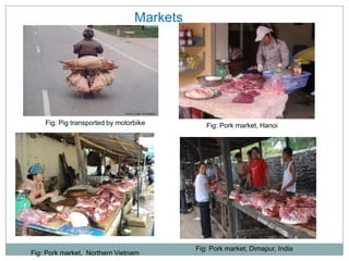 Sharing lessons from pig value chains: South Asia and South East Asia