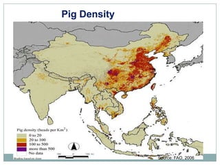 Sharing lessons from pig value chains: South Asia and South East Asia