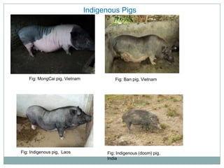 Sharing lessons from pig value chains: South Asia and South East Asia