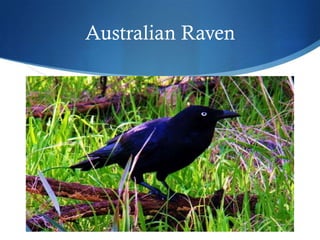 Australian Raven
 