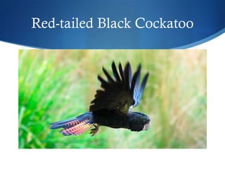 Red-tailed Black Cockatoo
 