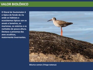 VALOR BIOLÓXICO
O litoral de Soutomaior é
o típico de fonde de ría
onde os hábitats e
ecosistemas típicos son os
areais e lameiros, as
marismas, os esteiros e os
rochedos de pouca altura.
Destaca a presenza das
aves acuáticas,
maiormente invernantes.
Bilurico común (Tringa totanus)
 