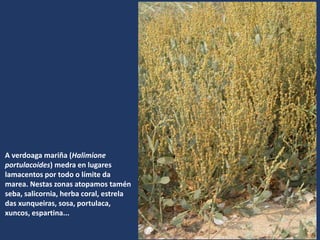 A verdoaga mariña (Halimione
portulacoides) medra en lugares
lamacentos por todo o límite da
marea. Nestas zonas atopamos tamén
seba, salicornia, herba coral, estrela
das xunqueiras, sosa, portulaca,
xuncos, espartina...
 