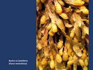 Bocho ou botelleira
(Fucus vesiculosus)
 