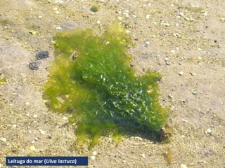 Leituga do mar (Ulva lactuca)
 