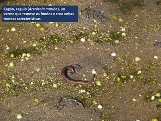 Cagón, cagulo (Arenicola marina), un
verme que remove os fondos e crea unhas
moreas carecterísticas
 