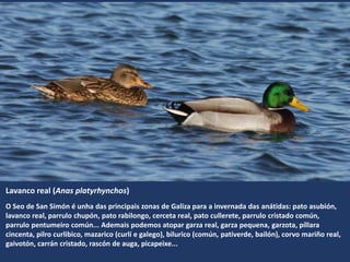 O Seo de San Simón é unha das principais zonas de Galiza para a invernada das anátidas: pato asubión,
lavanco real, parrulo chupón, pato rabilongo, cerceta real, pato cullerete, parrulo cristado común,
parrulo pentumeiro común... Ademais podemos atopar garza real, garza pequena, garzota, píllara
cincenta, pilro curlibico, mazarico (curlí e galego), bilurico (común, pativerde, bailón), corvo mariño real,
gaivotón, carrán cristado, rascón de auga, picapeixe...
Lavanco real (Anas platyrhynchos)
 
