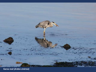Garza real (Ardea cinérea)
 