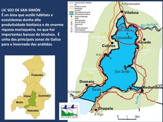 LIC SEO DE SAN SIMÓN
É un área que acolle hábitats e
ecosistemas dunha alta
produtividade biolóxica e de enorme
riqueza marisqueira, no que hai
importantes bancos de bivalvos. É
unha das principais zonas de Galiza
para a invernada das anátidas.
 