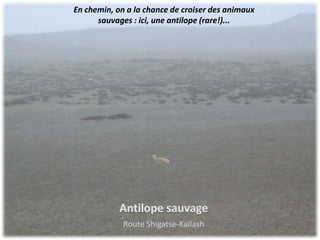 En chemin, on a la chance de croiser des animaux
      sauvages : ici, une antilope (rare!)...




             Route Shigatse-Kailash
 