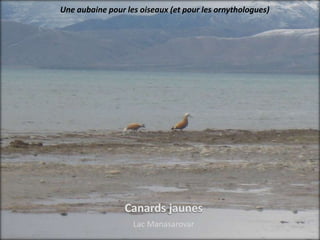 Une aubaine pour les oiseaux (et pour les ornythologues)




                   Lac Manasarovar
 