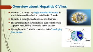  Hepatitis C is caused by single-stranded RNA virus. Its
size is 60nm and incubation period is 6 to 7 weeks.
 Hepatitis C virus (formerly non-A, non-B virus);
 The virus is an RNA virus and uses liver cells to create
copies of itself, killing those cells in the process.
 Having hepatitis C also increases the risk of developing
liver cancer.
Overview about Hepatitis C Virus
 