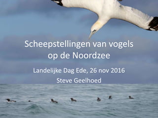 Scheepstellingen van vogels
op de Noordzee
Landelijke Dag Ede, 26 nov 2016
Steve Geelhoed
 