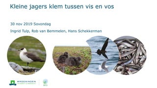 Kleine jagers klem tussen vis en vos
30 nov 2019 Sovondag
Ingrid Tulp, Rob van Bemmelen, Hans Schekkerman
 