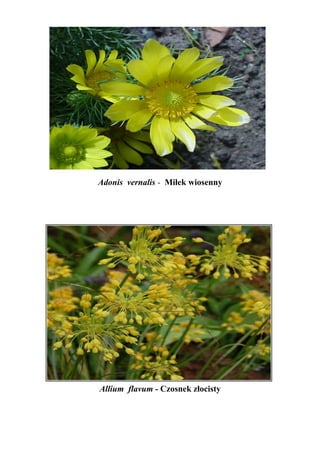 Adonis vernalis - Miłek wiosenny




Allium flavum - Czosnek złocisty
 