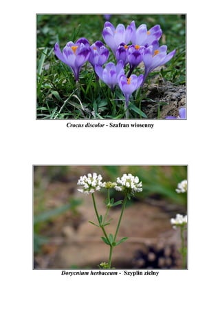 Crocus discolor - Szafran wiosenny




Dorycnium herbaceum - Szyplin zielny
 