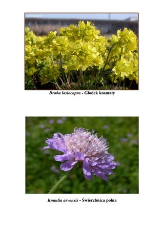 Draba lasiocapra - Głodek kosmaty




Knautia arvensis - Świerzbnica polna
 