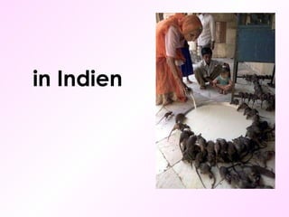 in Indien 