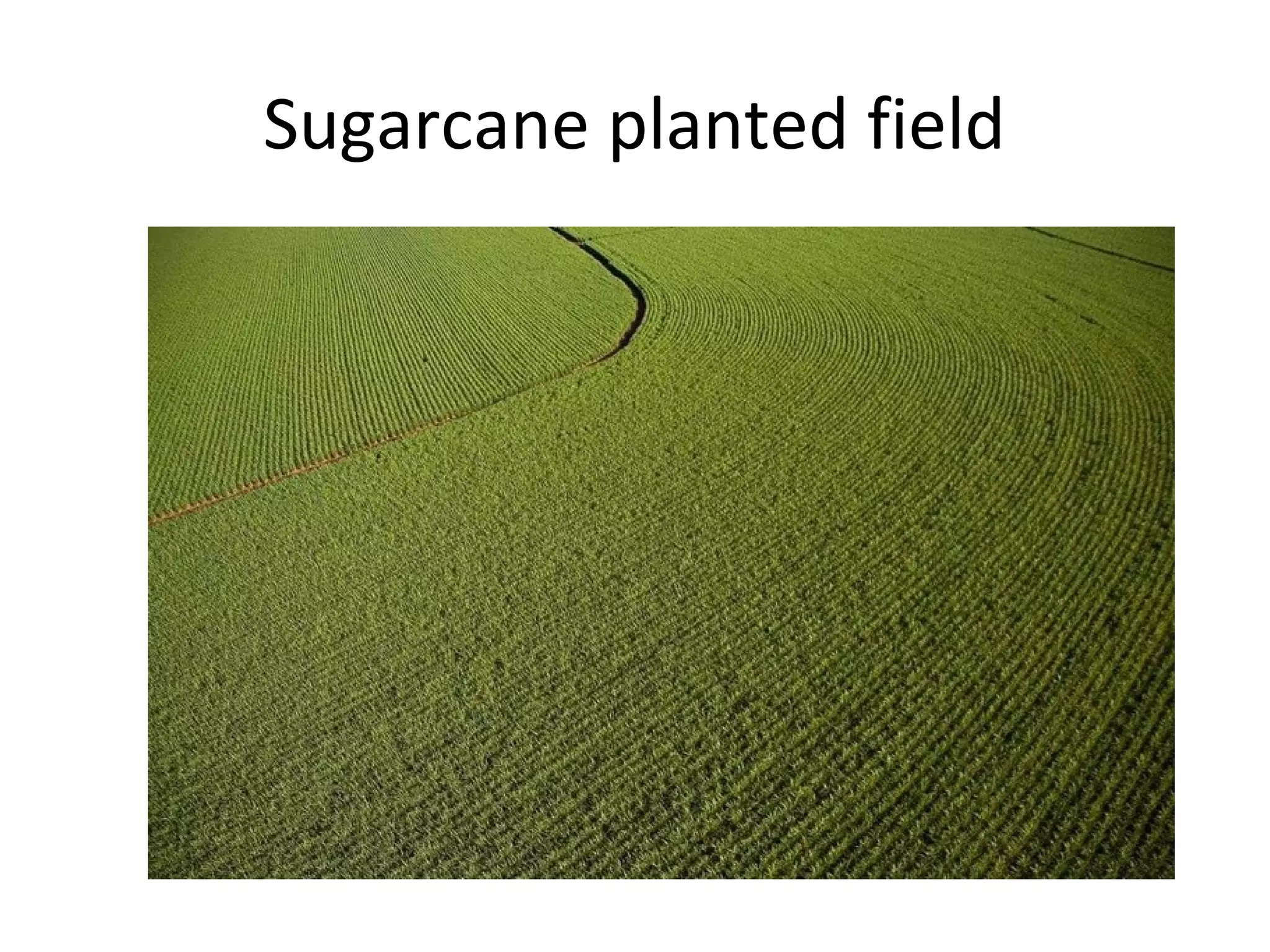 Sugarcane planted field
 