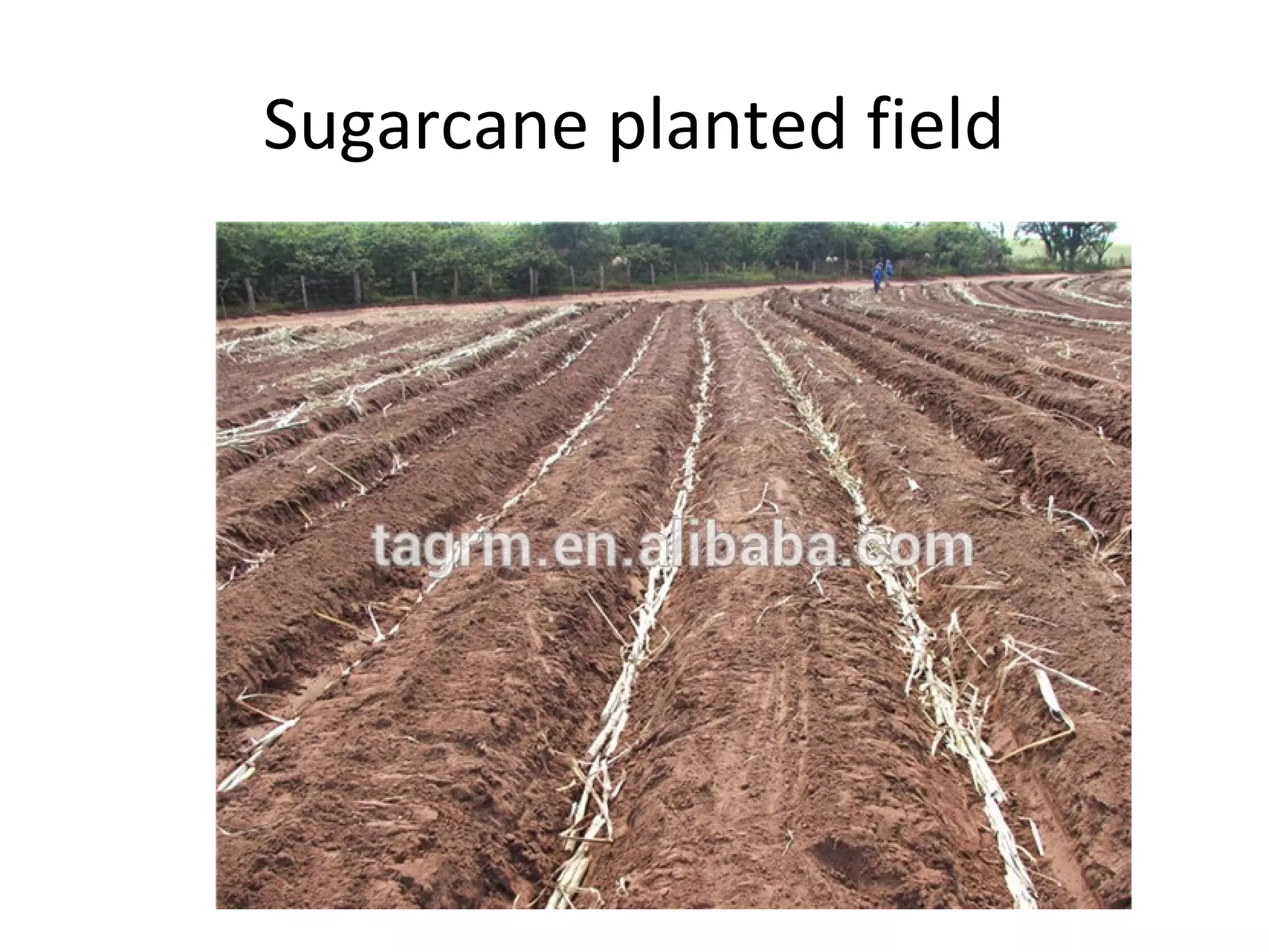 Sugarcane planted field
 