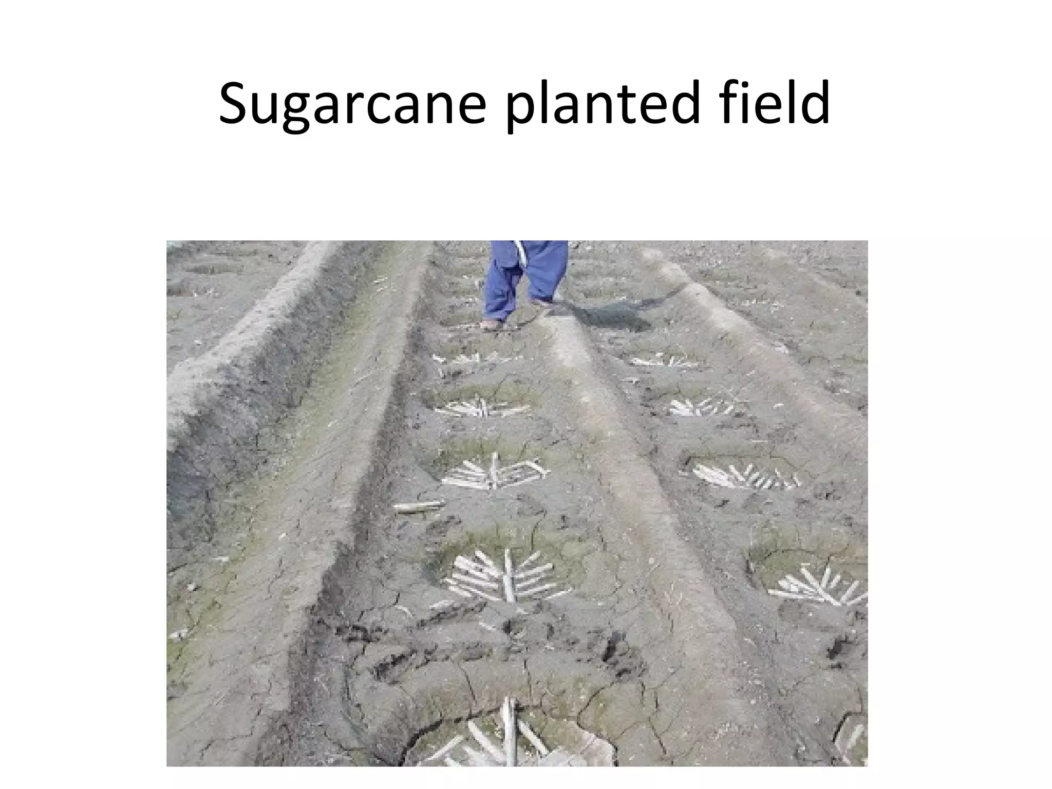 Sugarcane planted field
 