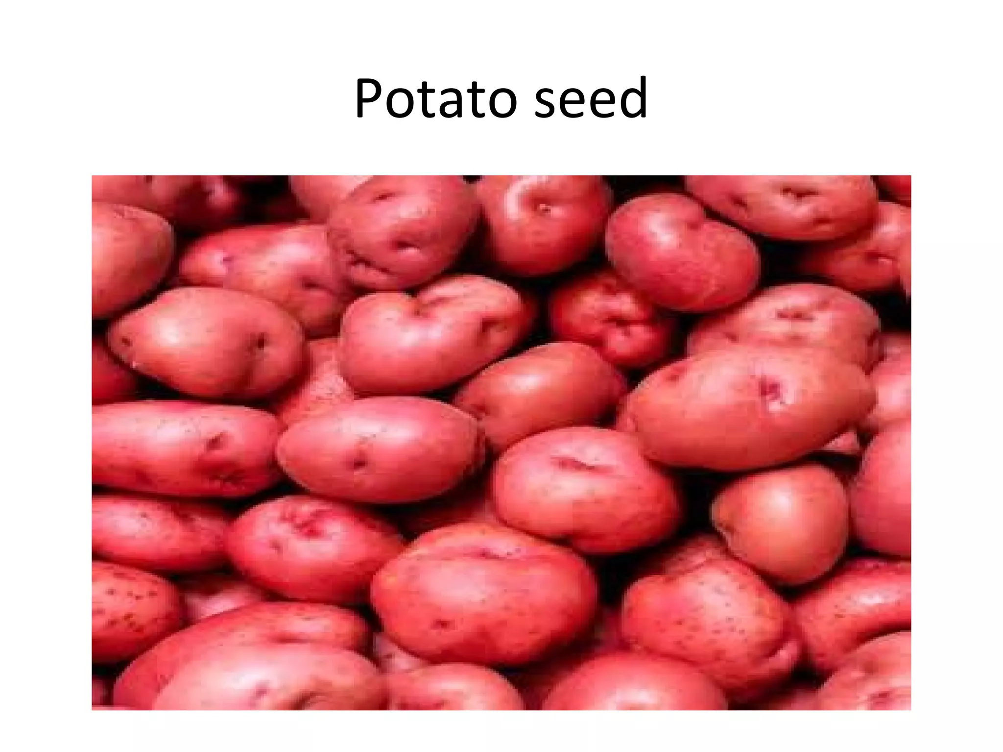 Potato seed
 