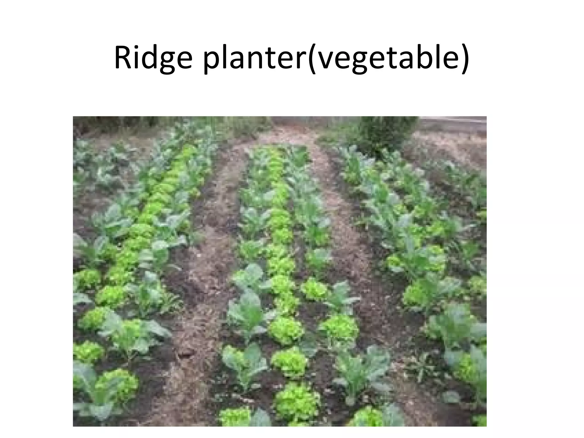 Ridge planter(vegetable)
 