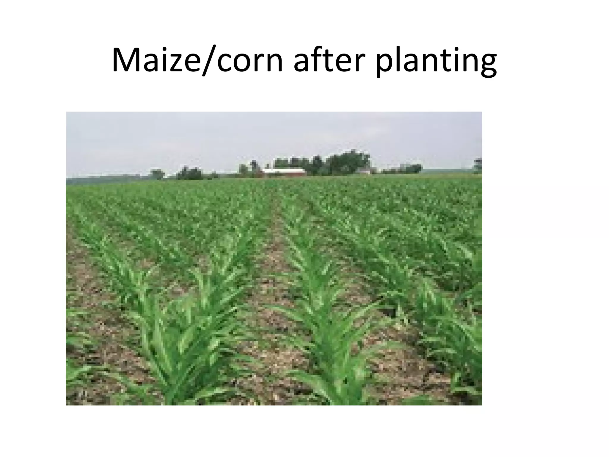 Maize/corn after planting
 