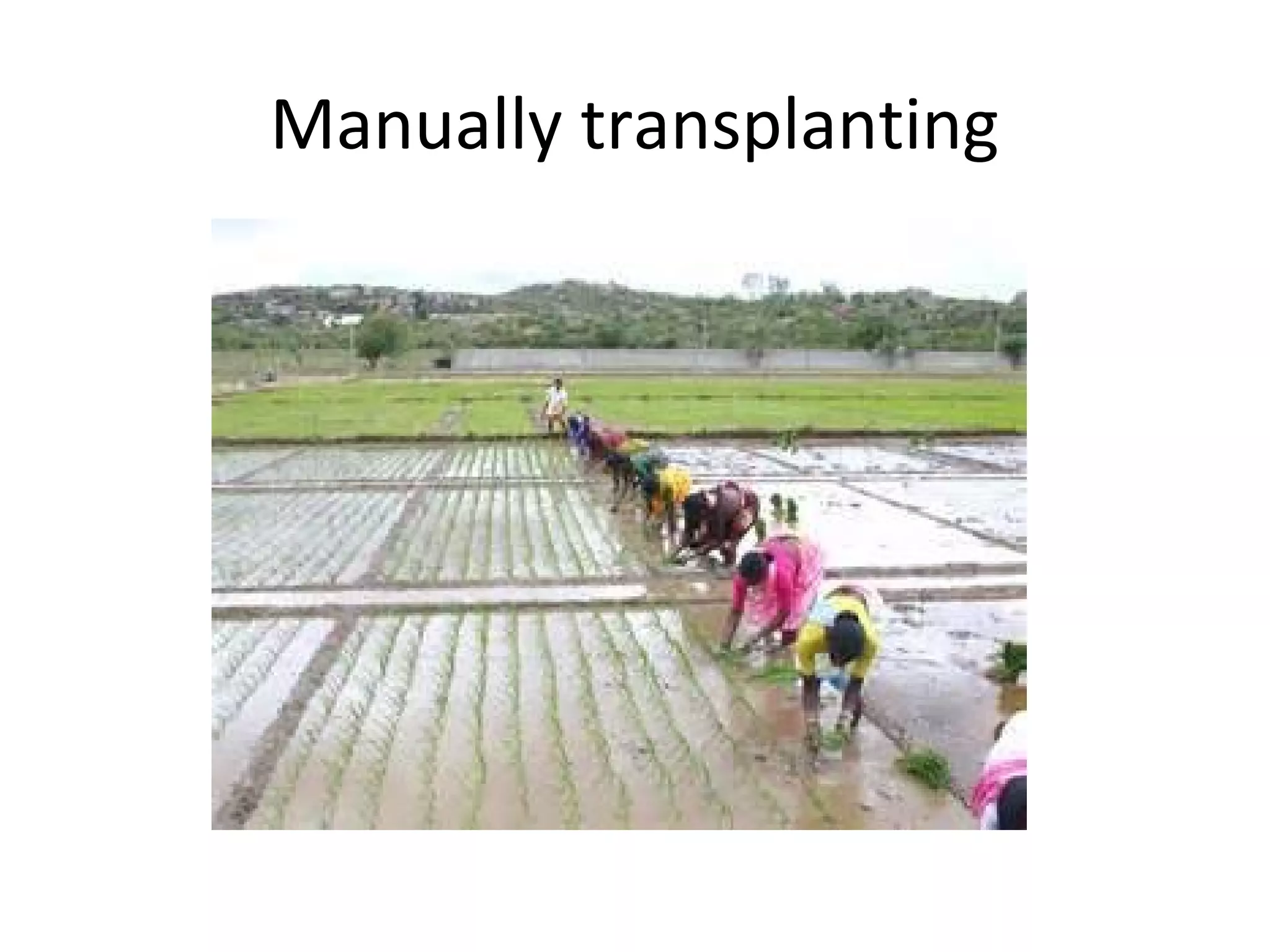 Manually transplanting
 