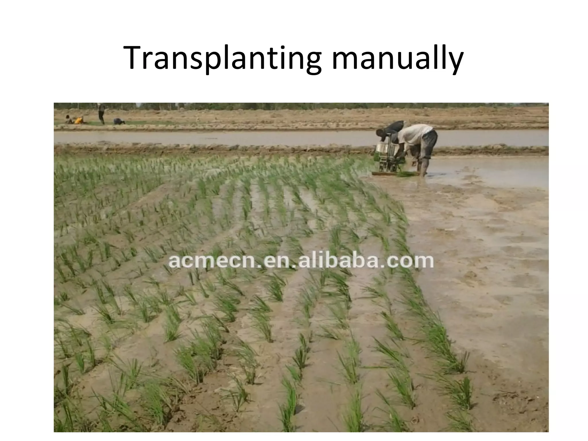 Transplanting manually
 