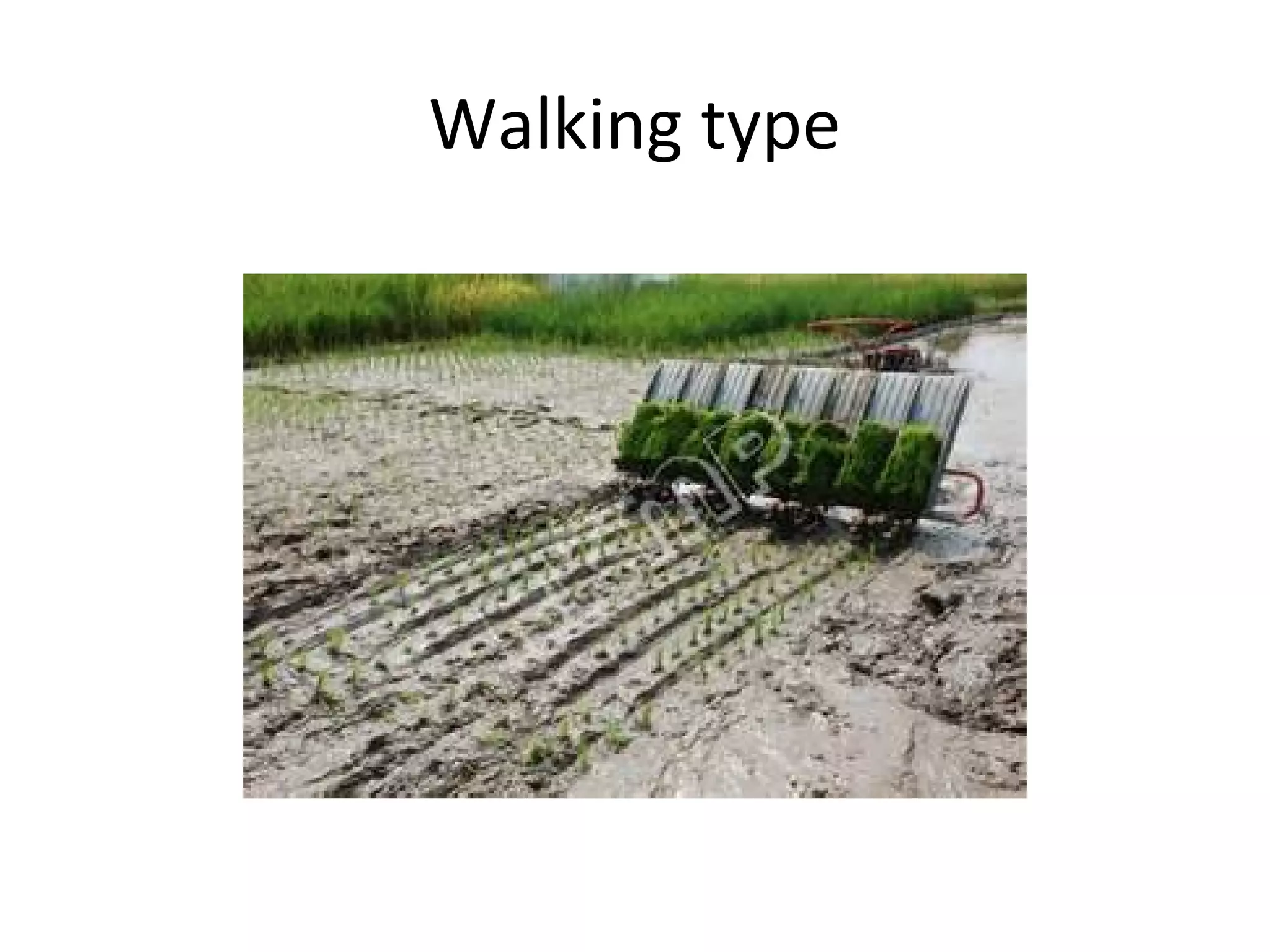Walking type
 