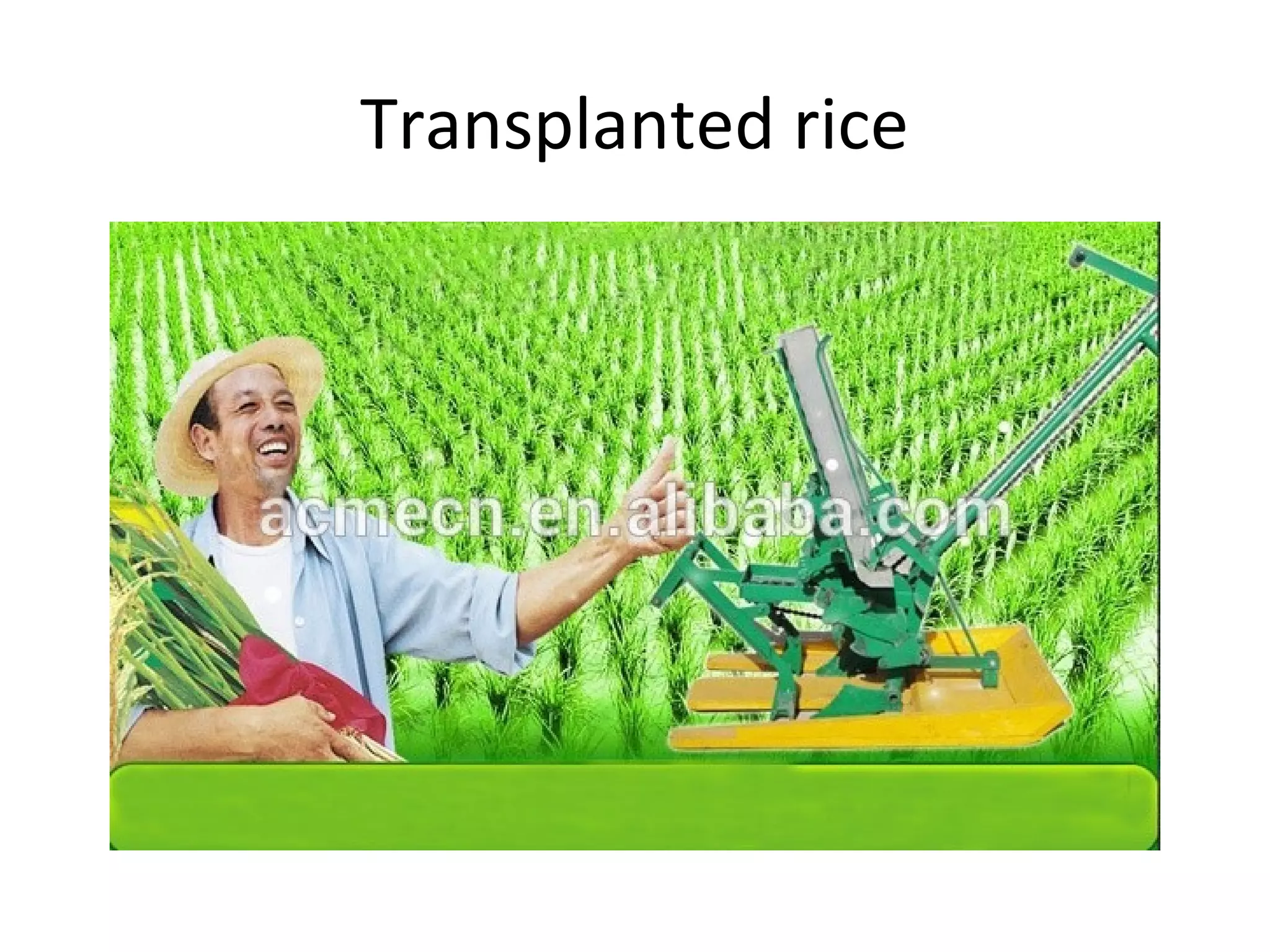Transplanted rice
 
