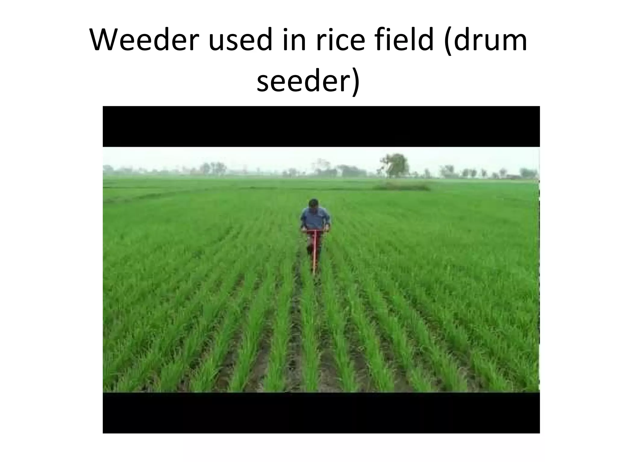 Weeder used in rice field (drum
seeder)
 
