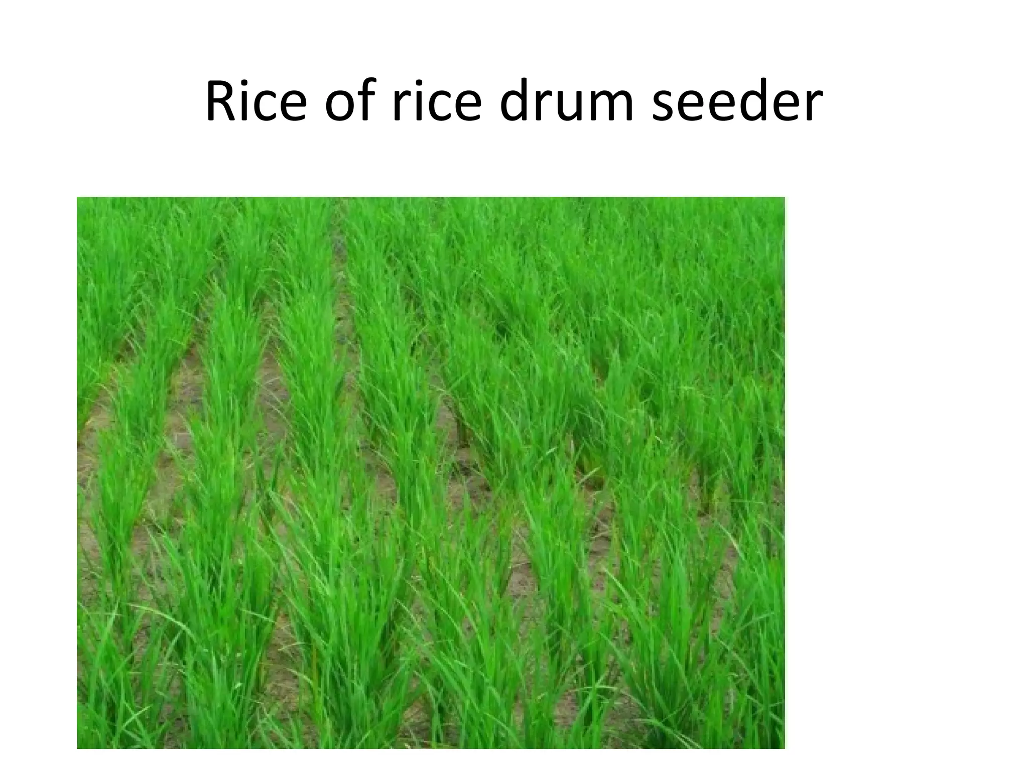 Rice of rice drum seeder
 