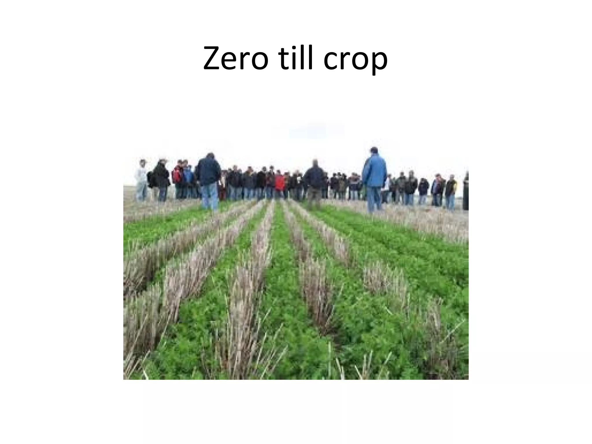Zero till crop
 