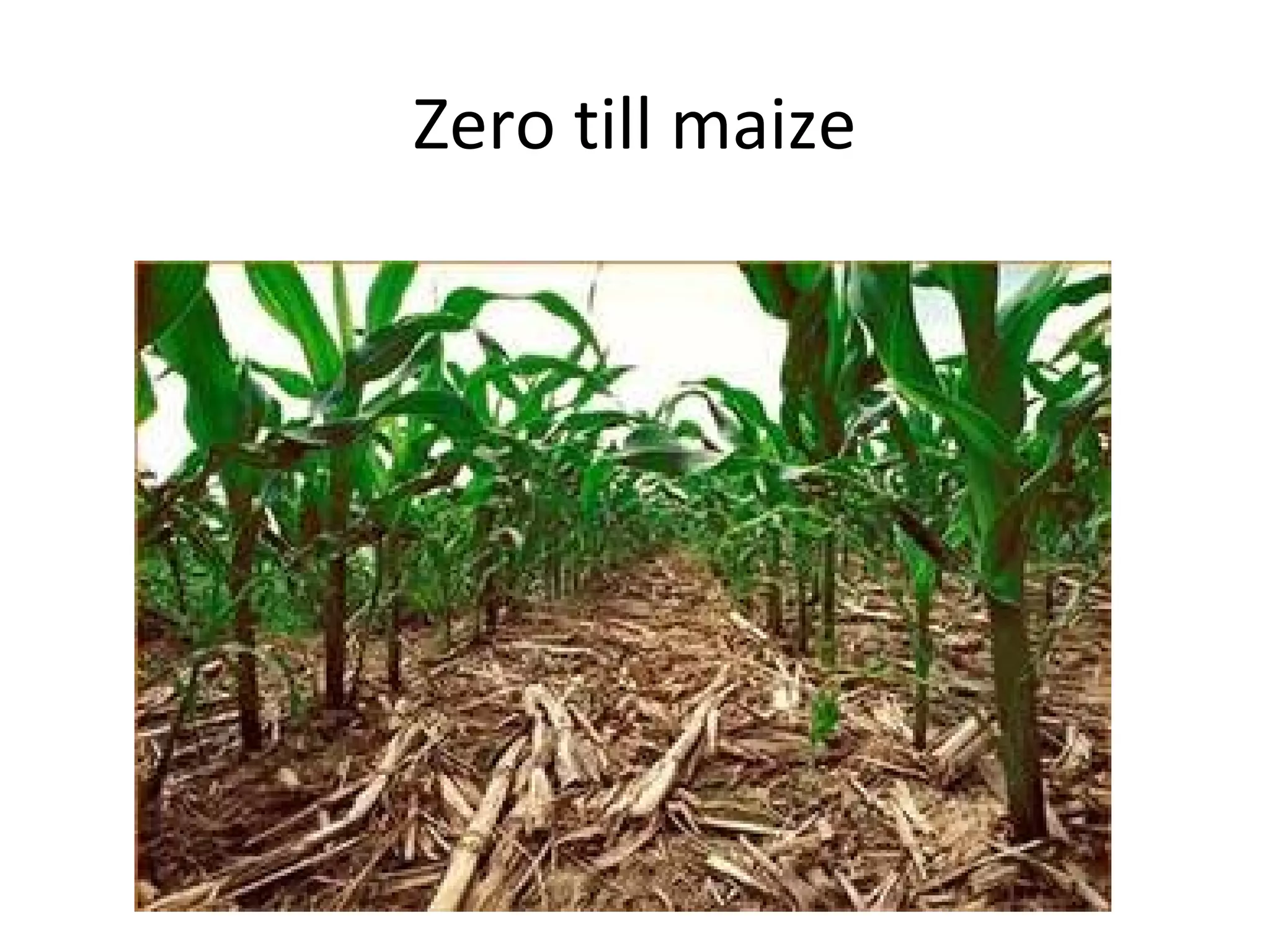 Zero till maize
 