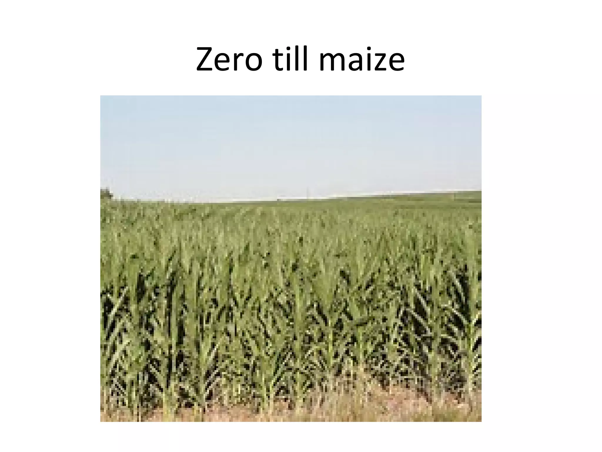Zero till maize
 