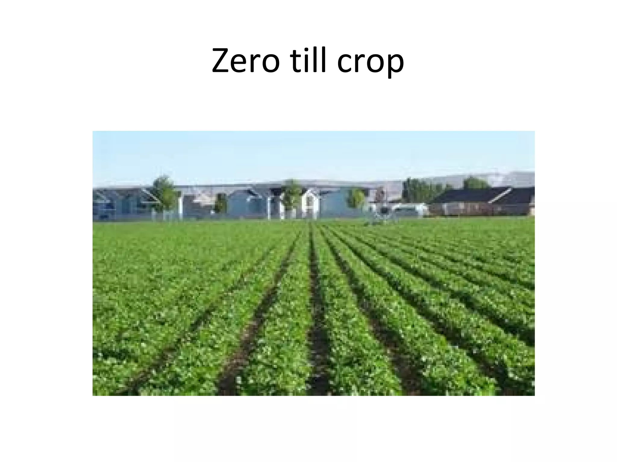 Zero till crop
 