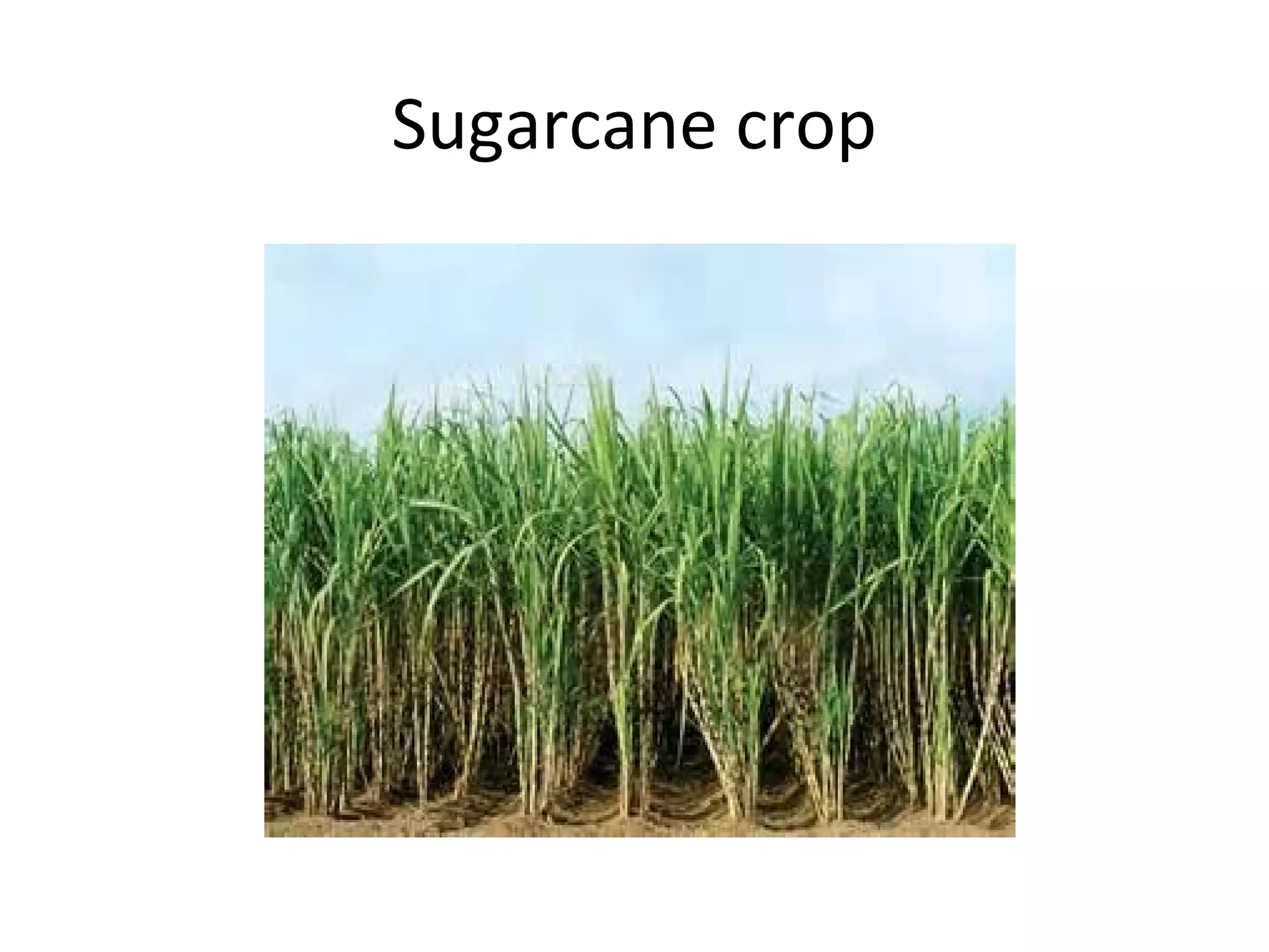 Sugarcane crop
 