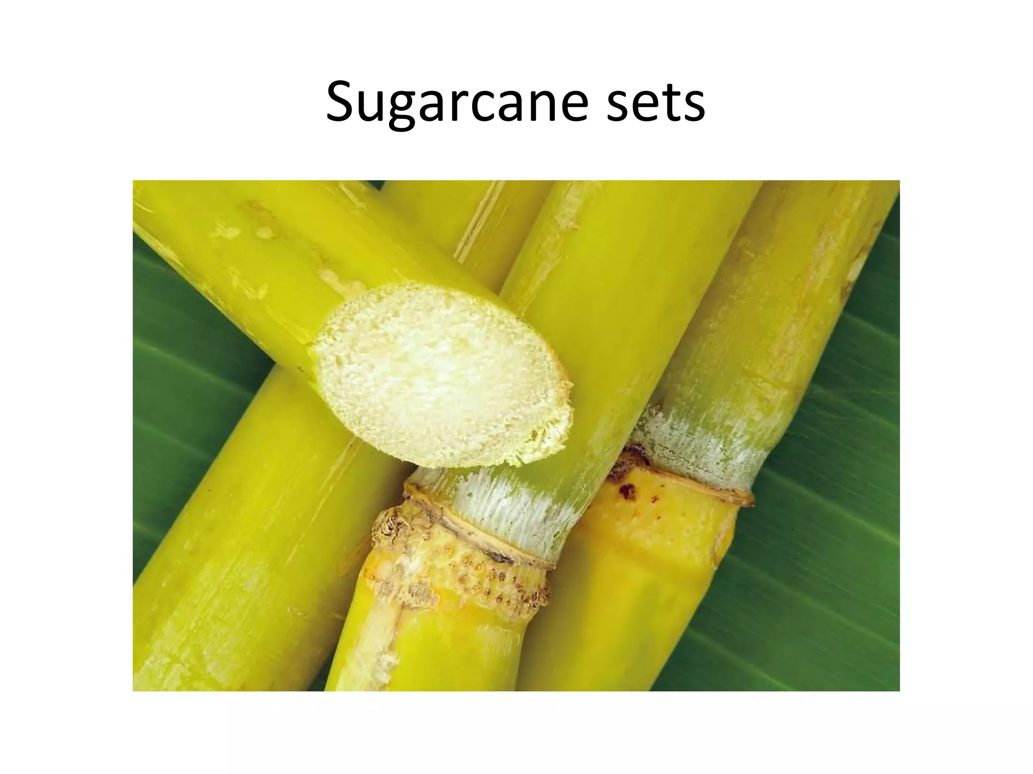 Sugarcane sets
 