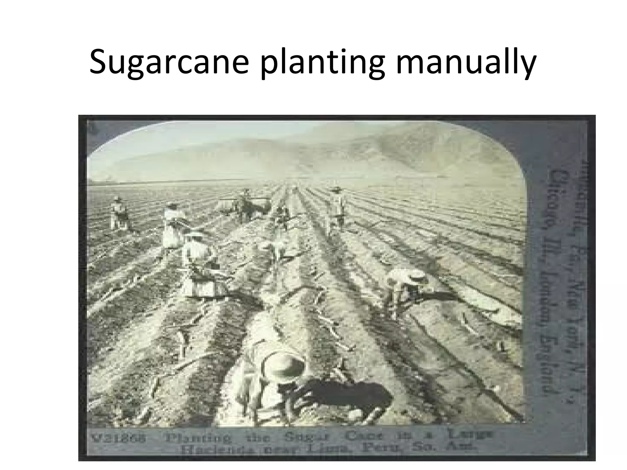 Sugarcane planting manually
 