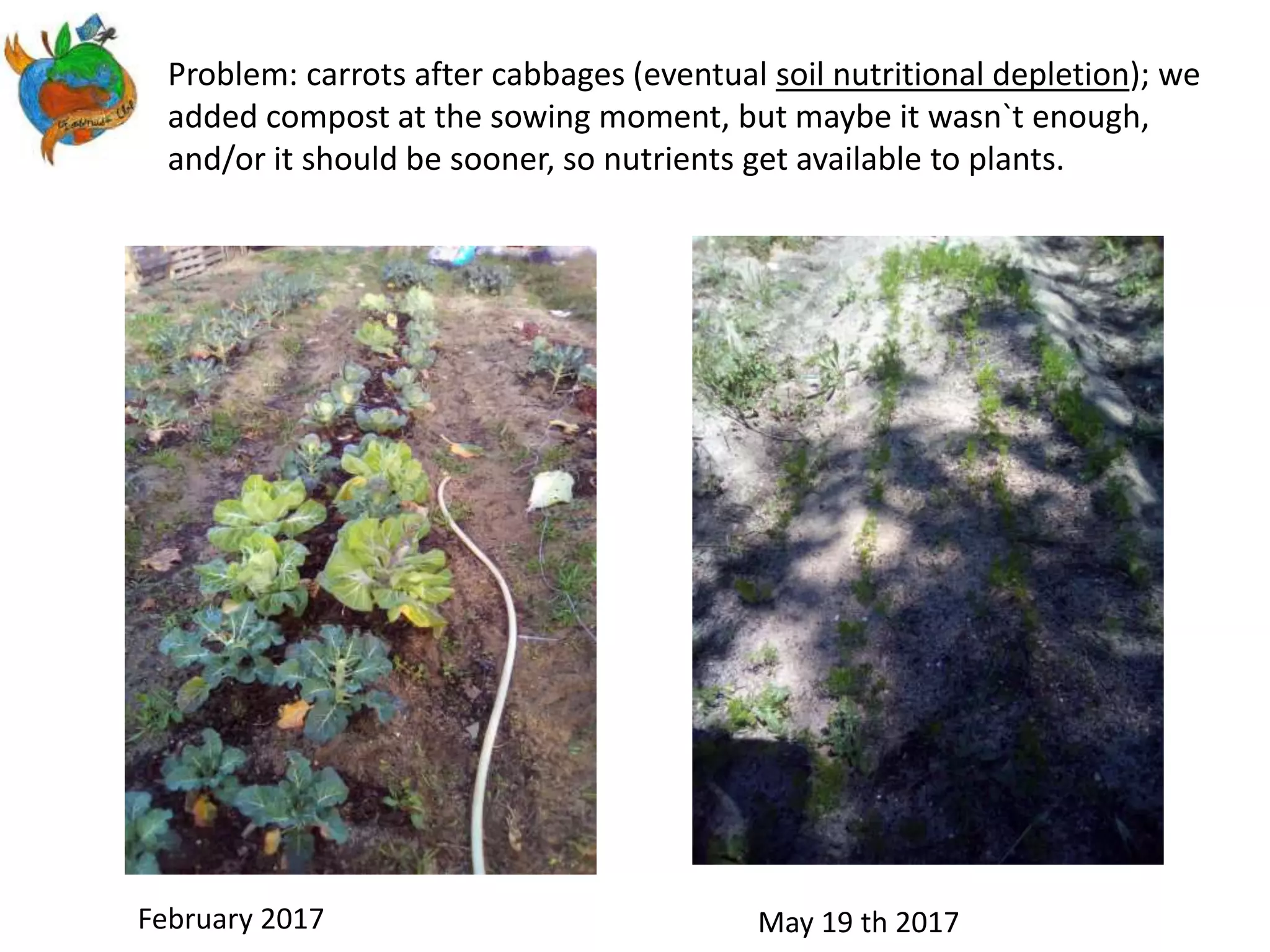 Problem: carrots after cabbages (eventual soil nutritional depletion); we
added compost at the sowing moment, but maybe it wasn`t enough,
and/or it should be sooner, so nutrients get available to plants.
February 2017 May 19 th 2017