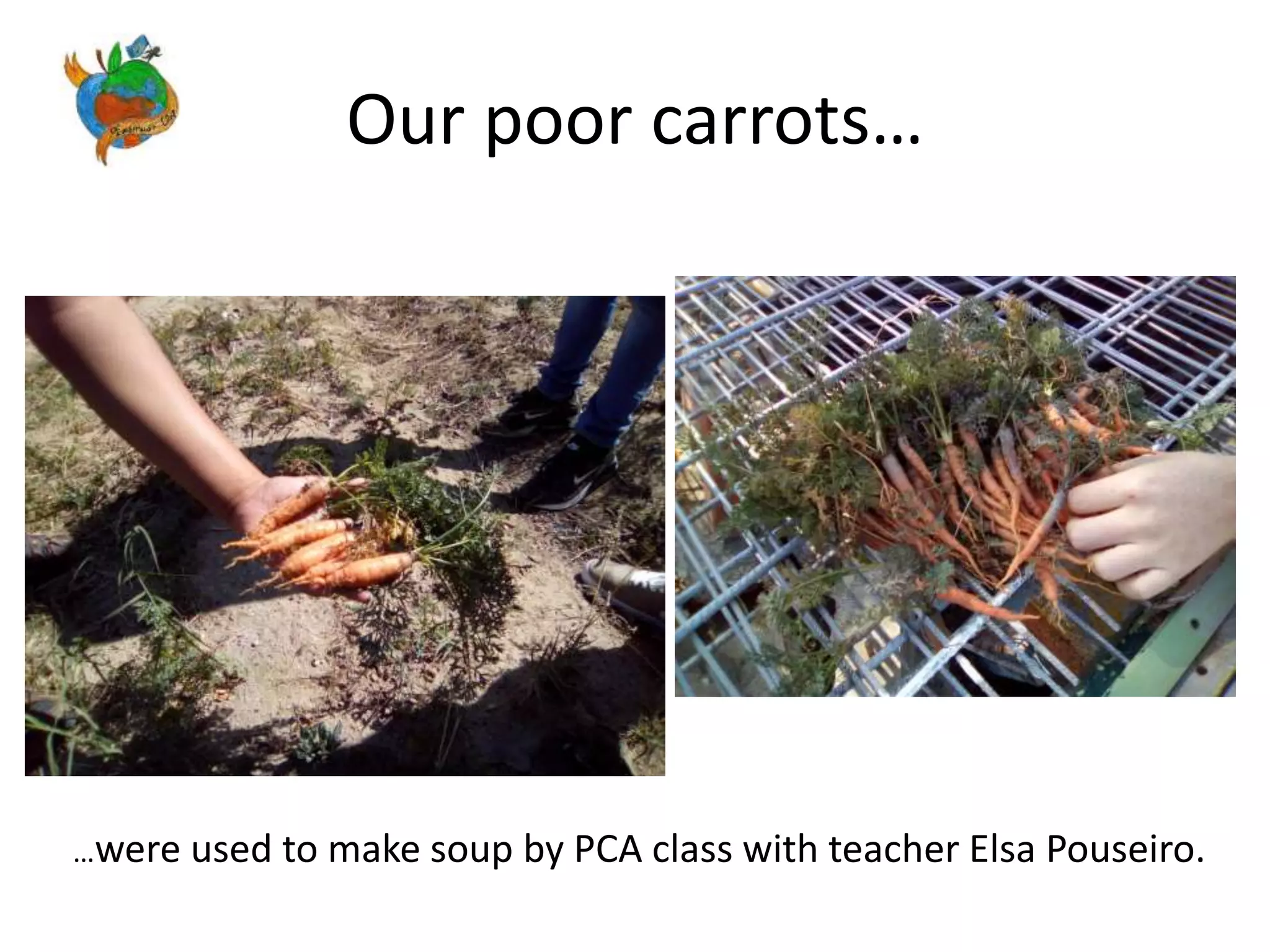 Our poor carrots…
…were used to make soup by PCA class with teacher Elsa Pouseiro.