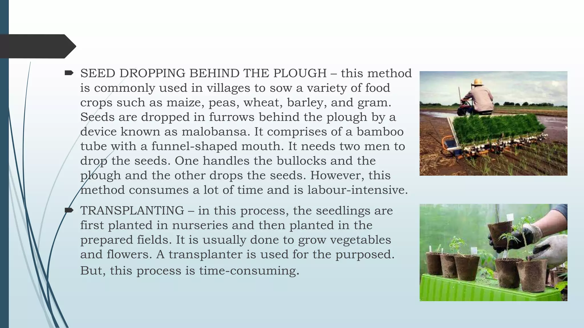  SEED DROPPING BEHIND THE PLOUGH – this method
is commonly used in villages to sow a variety of food
crops such as maize, peas, wheat, barley, and gram.
Seeds are dropped in furrows behind the plough by a
device known as malobansa. It comprises of a bamboo
tube with a funnel-shaped mouth. It needs two men to
drop the seeds. One handles the bullocks and the
plough and the other drops the seeds. However, this
method consumes a lot of time and is labour-intensive.
 TRANSPLANTING – in this process, the seedlings are
first planted in nurseries and then planted in the
prepared fields. It is usually done to grow vegetables
and flowers. A transplanter is used for the purposed.
But, this process is time-consuming.
 